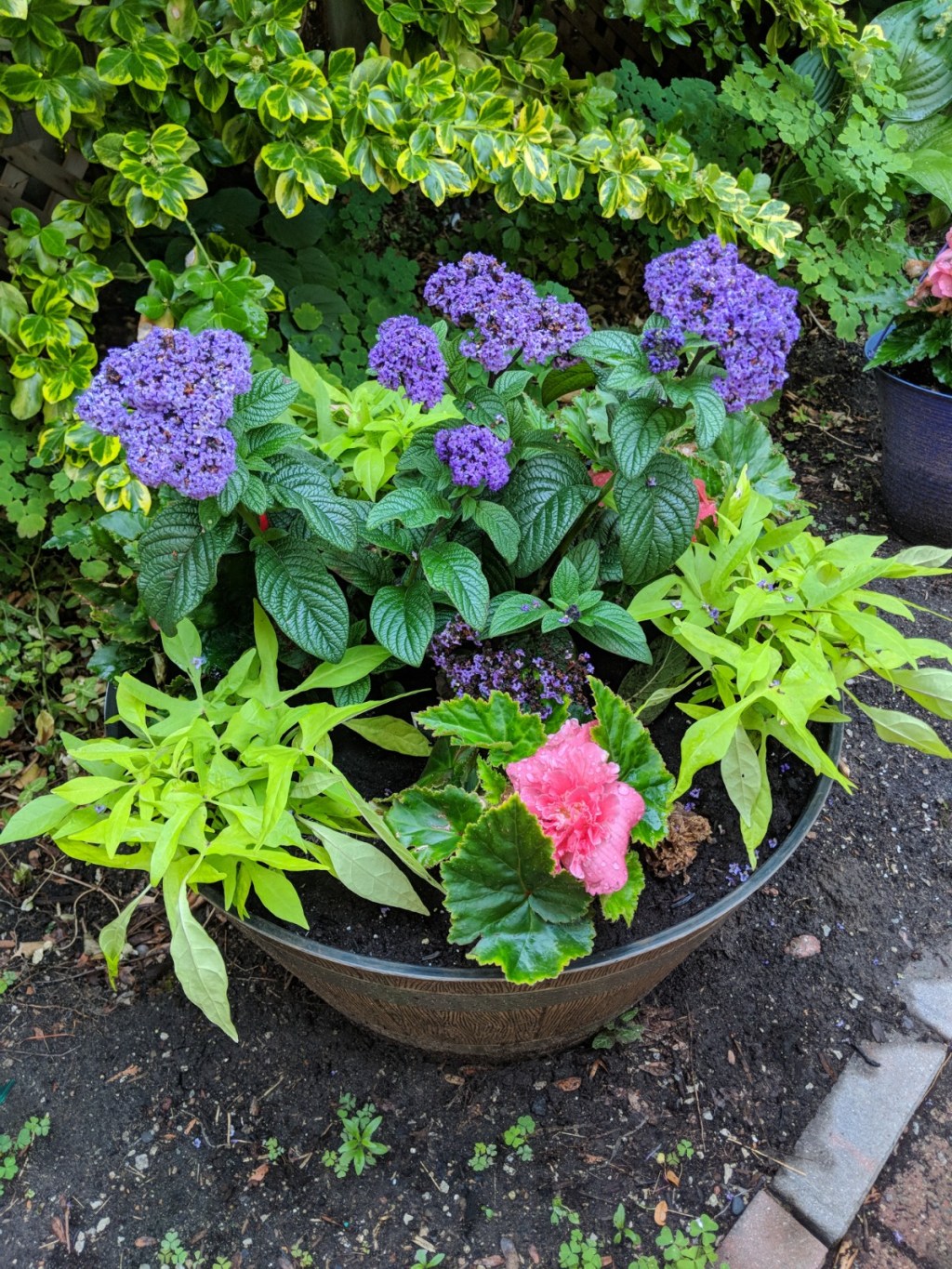 Gardening- My New Past Time