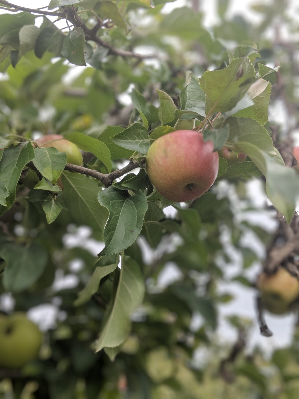 Apple Picking- What To Do With a 20 Lb&nbsp;Bag?