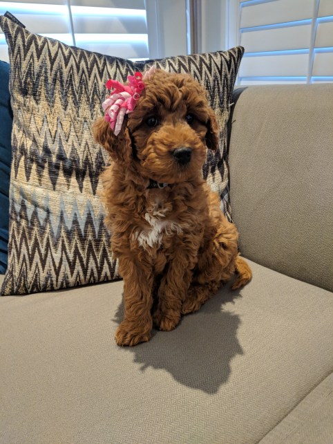 millie with curly bow