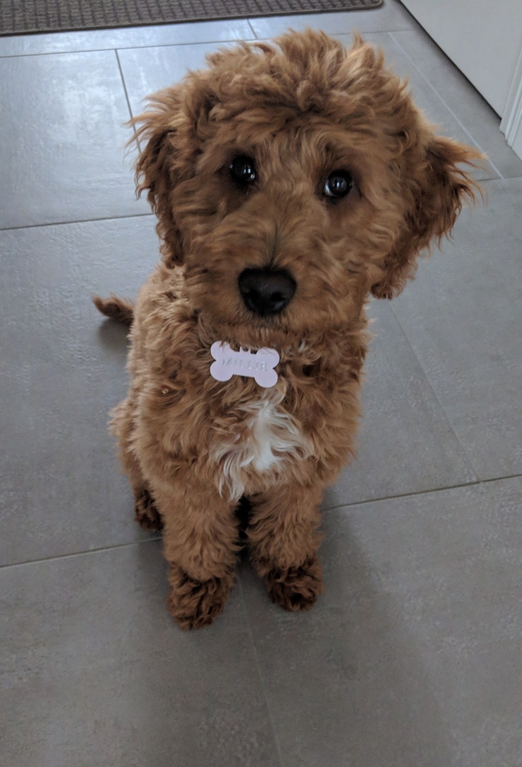 Life With A&nbsp;Puppy