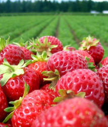 ontario strawberries